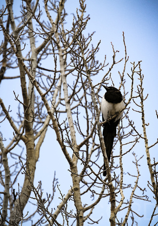 Another snotty Magpie that won't fly down for me to get a better look at him