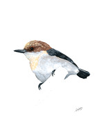 BROWN HEADED NUTHATCH