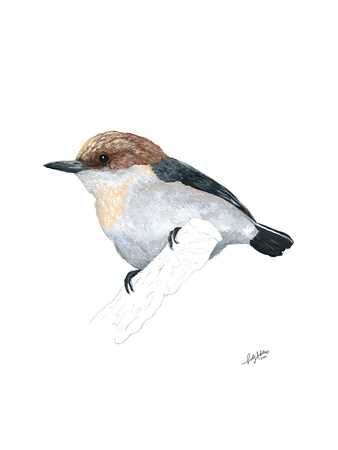 BROWN HEADED NUTHATCH