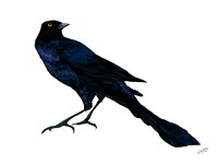 BOAT TAILED GRACKLE