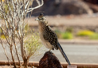 Nevada Birding