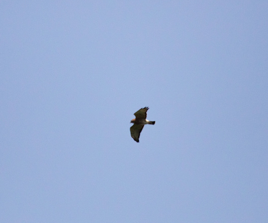 Broad winged Hawk
