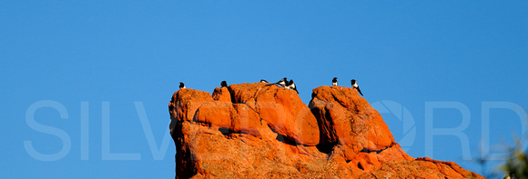 Magpies perched on a rock in the Garden of the Gods Park, Colorado