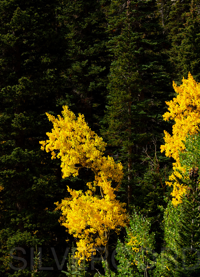 Aspen Gold, Fall Color in Rocky Mountain National Park Colorado