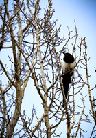 Another snotty Magpie that won't fly down for me to get a better look at him