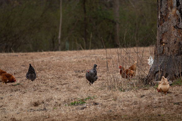 Roxboro Farm engagement photography with L&B by Silvercord Event Photography-3