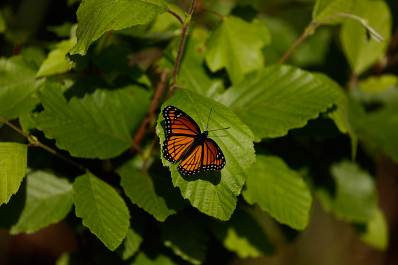 BASS LAKE PARK (50 MPixles)-67