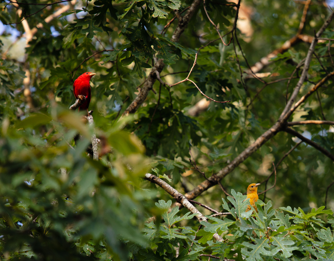 Summer Tanager Silvercord Event Photography birds-5