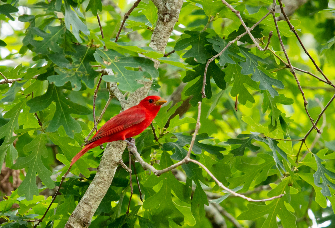 Summer Tanager Silvercord Event Photography birds-19