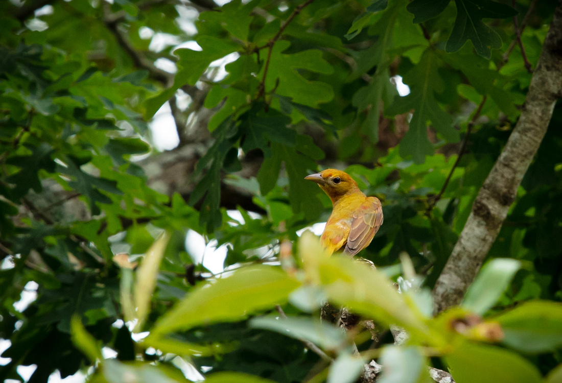 Summer Tanager Silvercord Event Photography birds-21