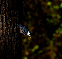 Birds of North Carolina Fuquay Varina-16