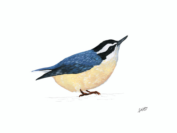 RED BREASTED NUTHATCH