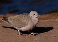Nevada Birding February 2024