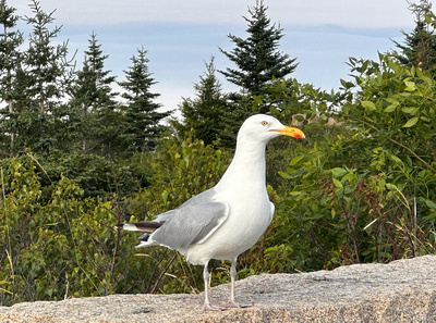 Best Life Birding Tours Maine