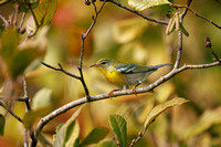 Best Life Birding October 10th fall migration  Lake Lynn -88