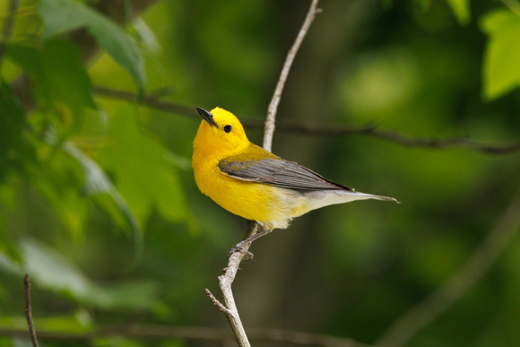 Best Life Birding South Carolina bird watching tour-6