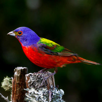 Best Life Birding South Carolina bird watching tour-26