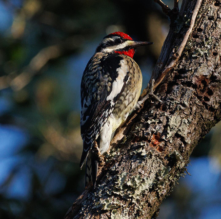 Best Life Birding South Carolina bird watching tour-27