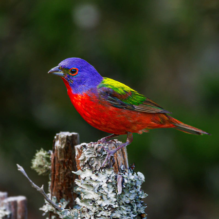Best Life Birding South Carolina bird watching tour-52