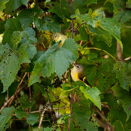 Tennessee Warbler (top) & American Redstart female (bottom)