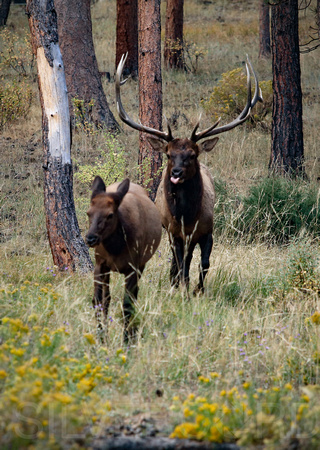 Bull Elk in the rut Rocky Mountain National Park, Colorado