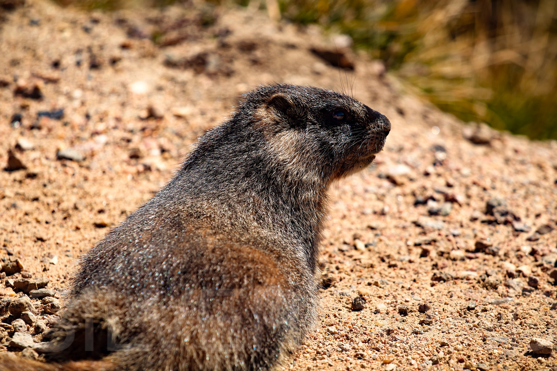 Marmot chilling by the side of the road in the  Rocky Mountain National Park