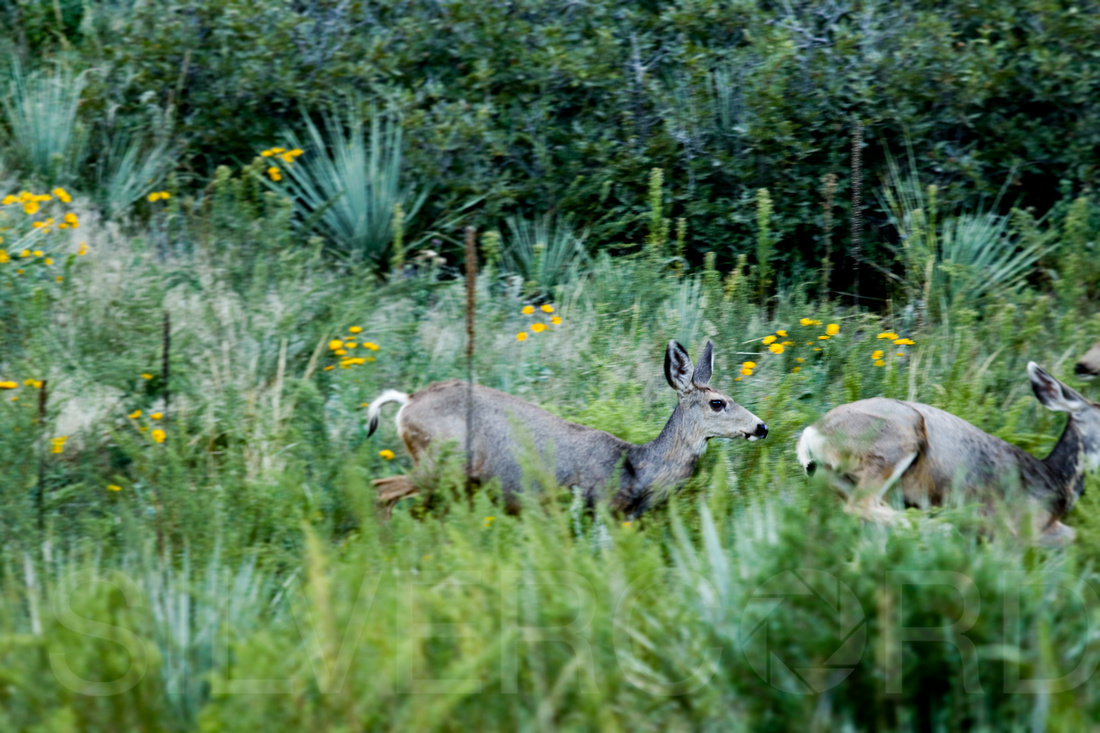 Mule deer doe's on the run in the Garden of the Gods Park, Colorado
