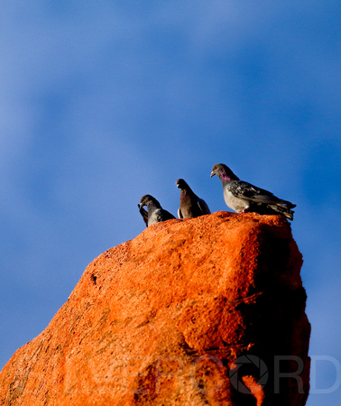 Rock Dove conversation  in Garden  of the Gods Park, Colorado