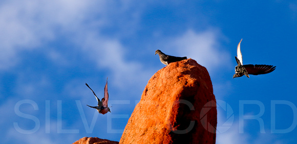 Rock Doves in flight Garden  of the Gods Park, Colorado
